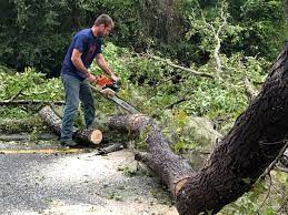 Best Fruit Tree Pruning  in Ahtanum, WA