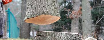 Trusted Ahtanum, WA Tree Care Experts