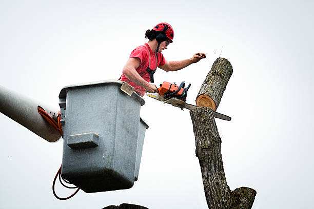 How Our Tree Care Process Works  in  Ahtanum, WA